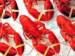 Rubber bands for seafood lobster crab holding