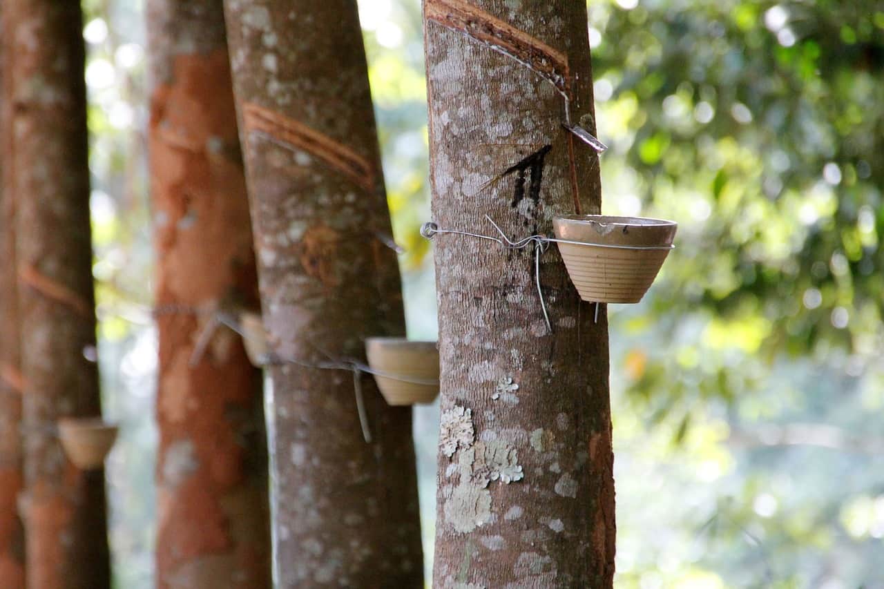 Hevea Brasiliensis rubber tree latex tapping natural rubber